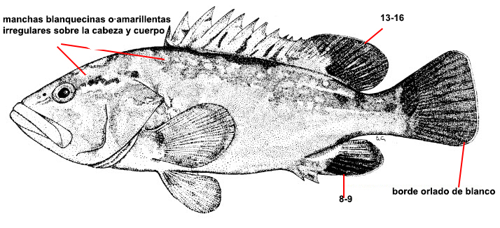 Epinephelus marginatus_01.jpg
